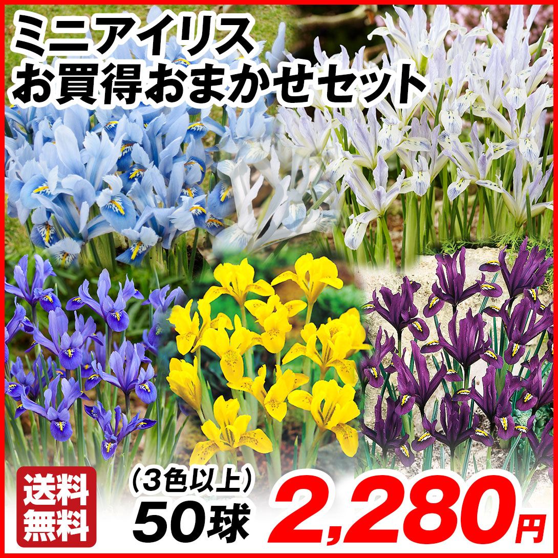 秋植え球根 ミニアイリス お買得おまかせセット（3色以上） 50球 送料無料