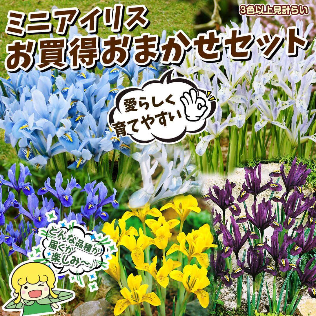 おまかせミニアイリスセット