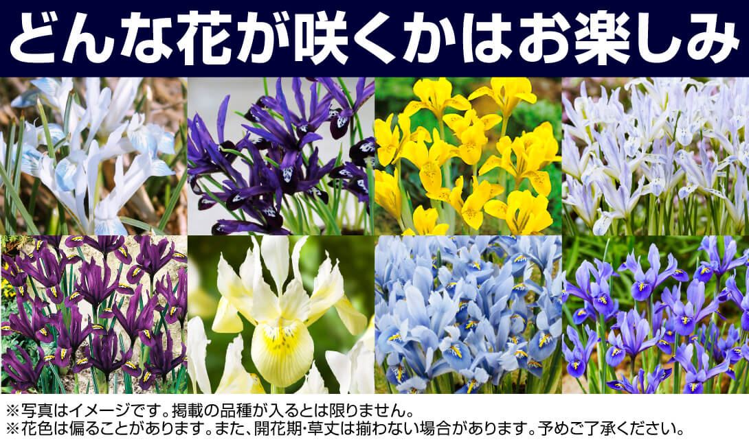 ミニアイリス何が届く