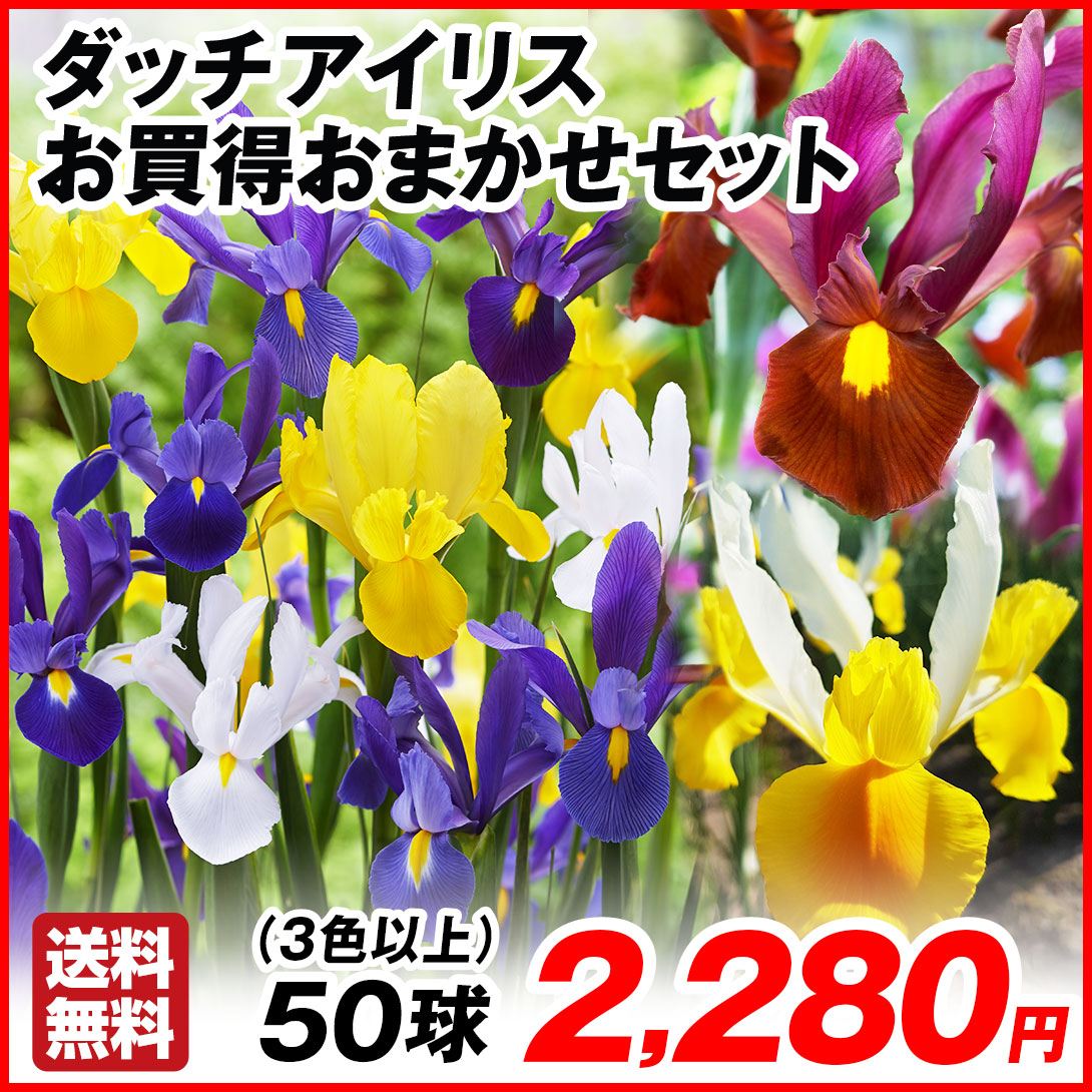 秋植え球根 ダッチアイリス お買得おまかせセット（3色以上） 50球 送料無料