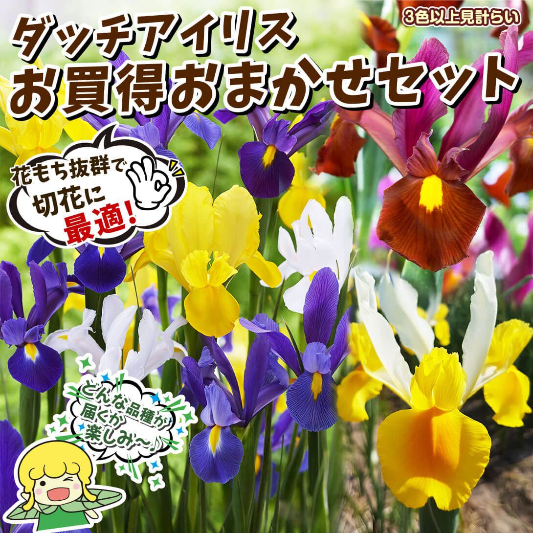 おまかせダッチアイリスセット