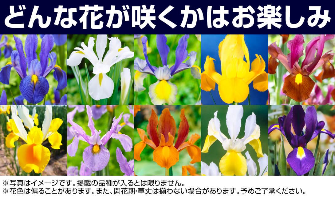 ダッチアイリス何が届く