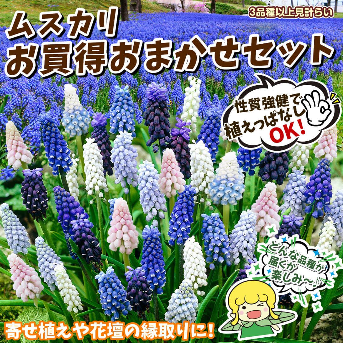 おまかせムスカリセット