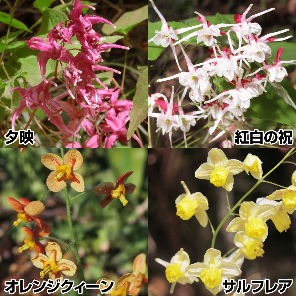ラン・山野草 イカリソウ 銘品イカリソウセット 4種4株