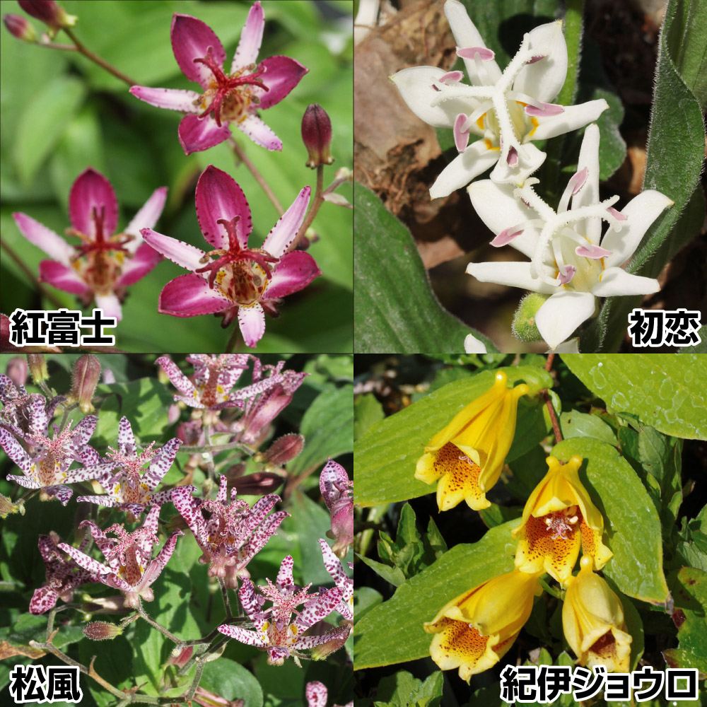 ラン・山野草 ホトトギス Ａセット 4種4株
