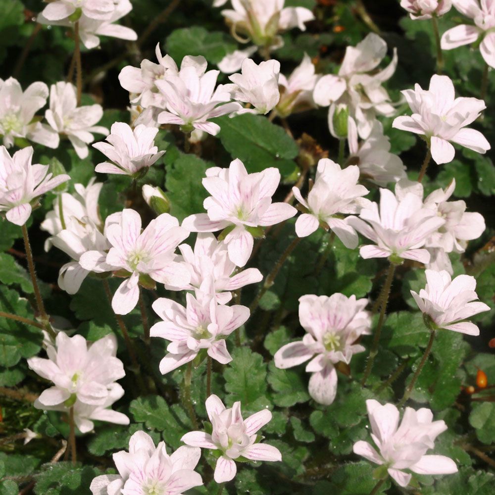 ラン・山野草 白花八重姫フウロソウ 2株