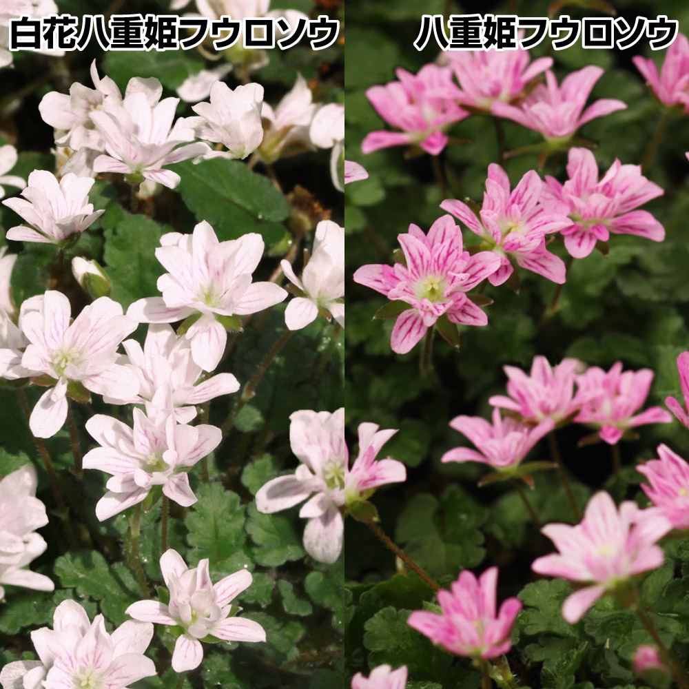 ラン・山野草 八重姫フウロソウセット 2種2株