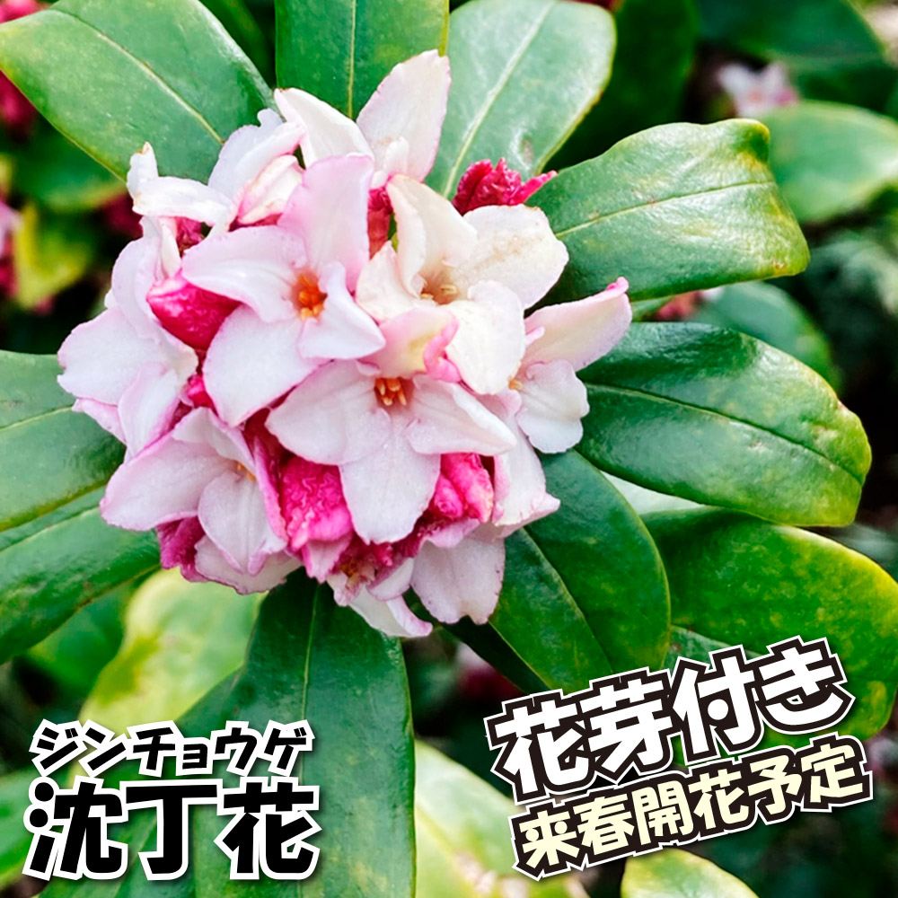 花木苗 沈丁花 ジンチョウゲ 花芽つき