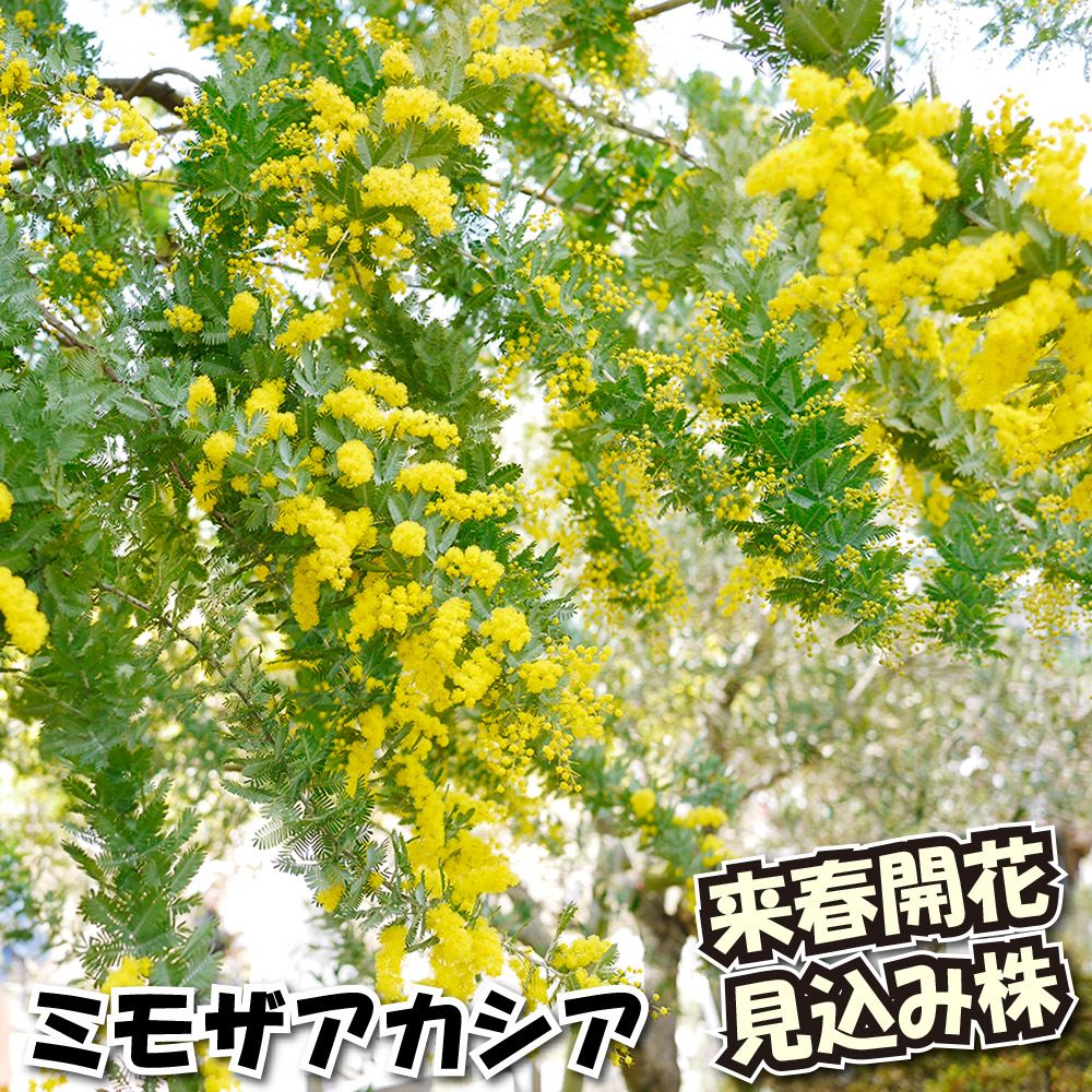 花木苗 ミモザアカシア 銀葉アカシア 来年開花見込み株
