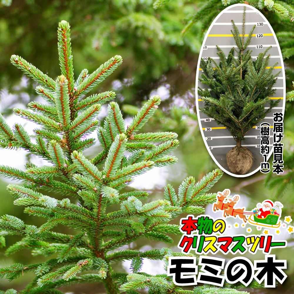 花木苗 もみの木 1株 樹高約1ｍ 根巻苗 本物のクリスマスツリー ［送料込み］