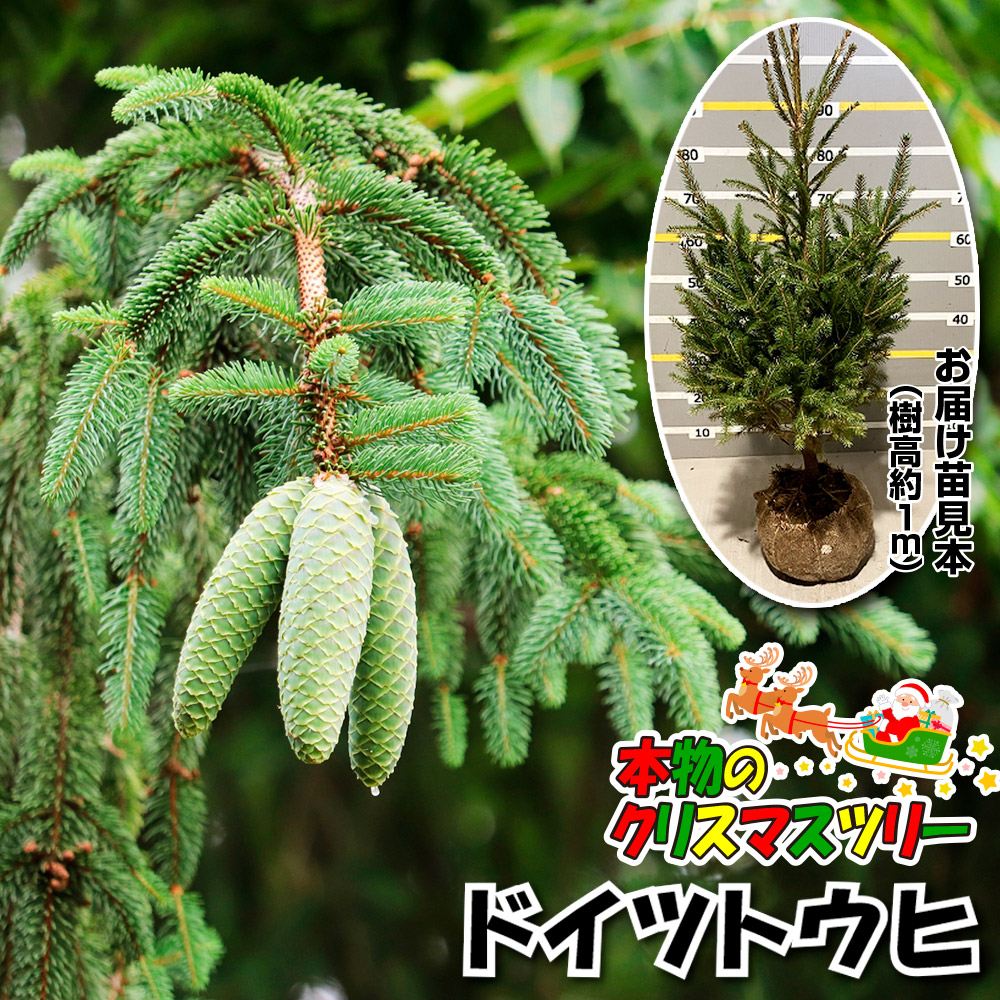 花木苗 ドイツトウヒ 1株 樹高約1ｍ 根巻苗 本物のクリスマスツリー ［送料込み］