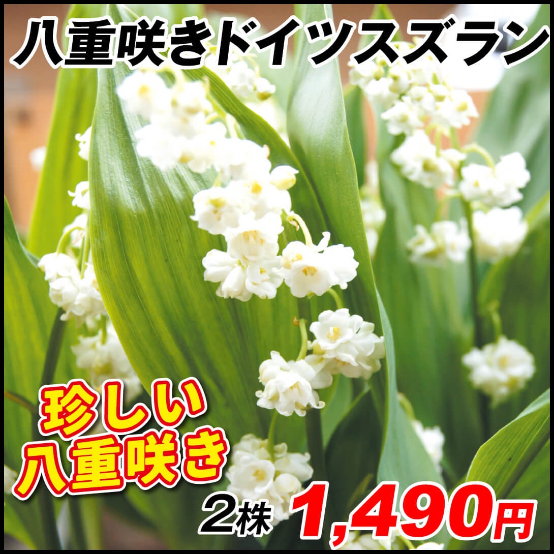 ラン・山野草 ドイツスズラン 八重咲ドイツスズラン 2株
