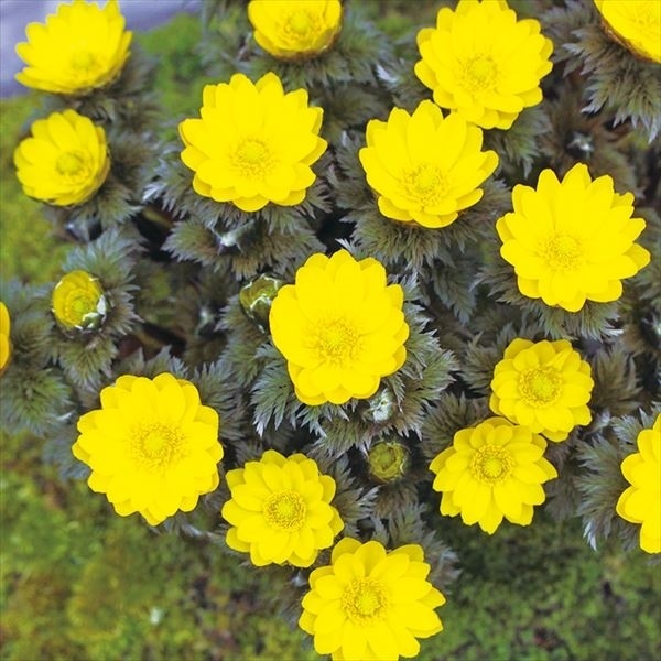ラン・山野草 福寿草 福寿海 1株
