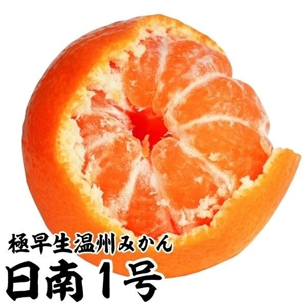 果樹苗 カンキツ 温州みかん 日南1号 1株