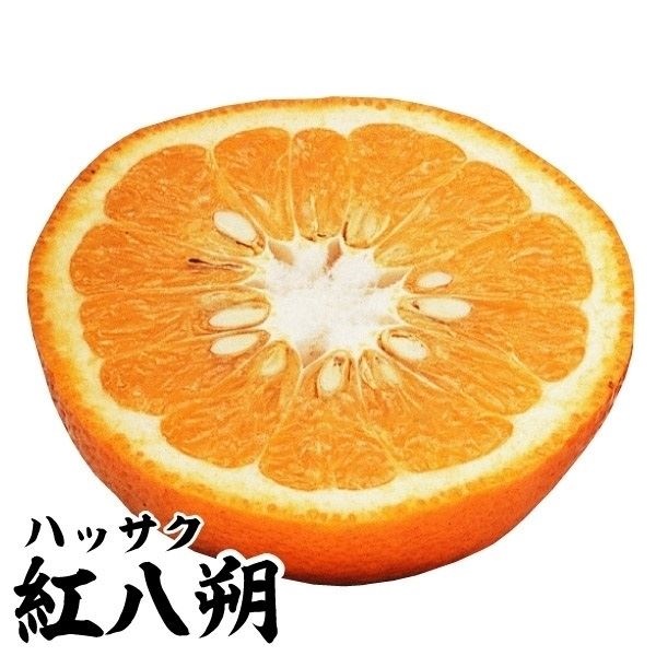 果樹苗 カンキツ 紅八朔 1株