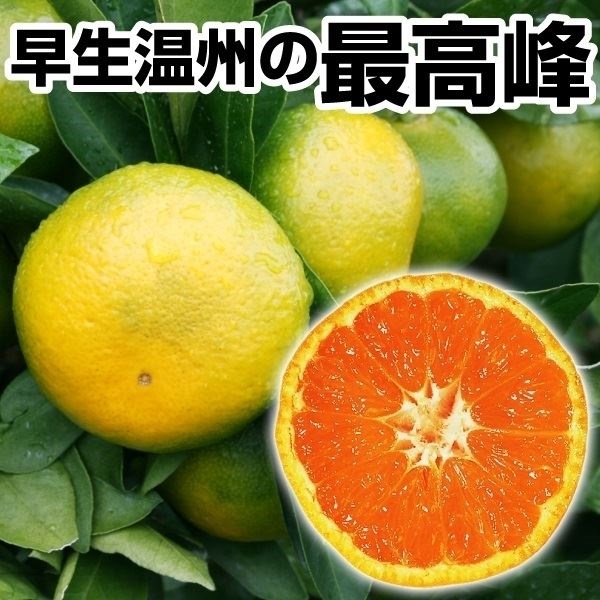 果樹苗 温州みかん カンキツ ゆら早生