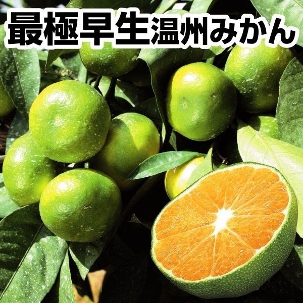 果樹苗 温州みかん カンキツ 日南の姫R