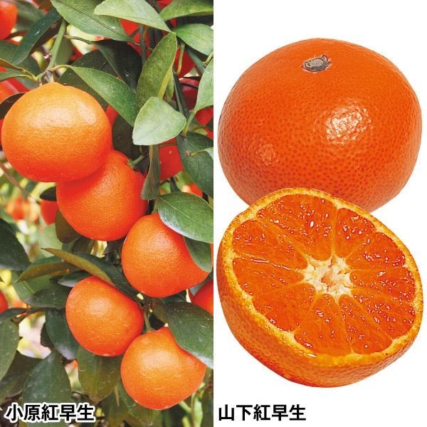 果樹苗 カンキツ 紅い温州みかんセット 2種2株