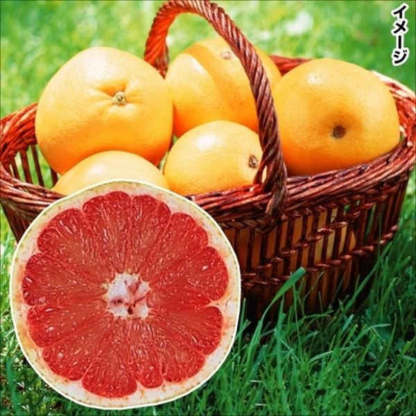 果樹苗 カンキツ グレープフルーツ ルビー 1株