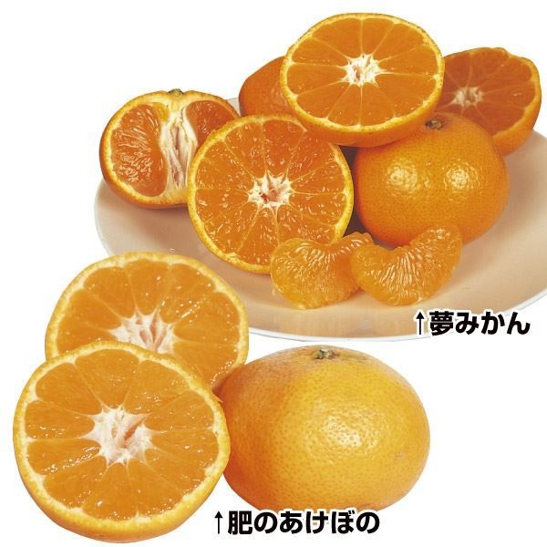 果樹苗 カンキツ 美味温州みかんセット 2種2株