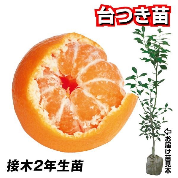果樹苗 カンキツ 温州みかん 日南1号 台つき苗 1株