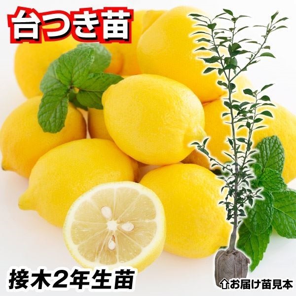 果樹苗 カンキツ レモン 台つき苗 1株