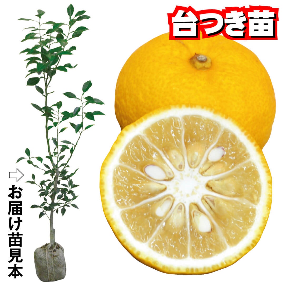 果樹苗 カンキツ ユズ 台つき苗 1株