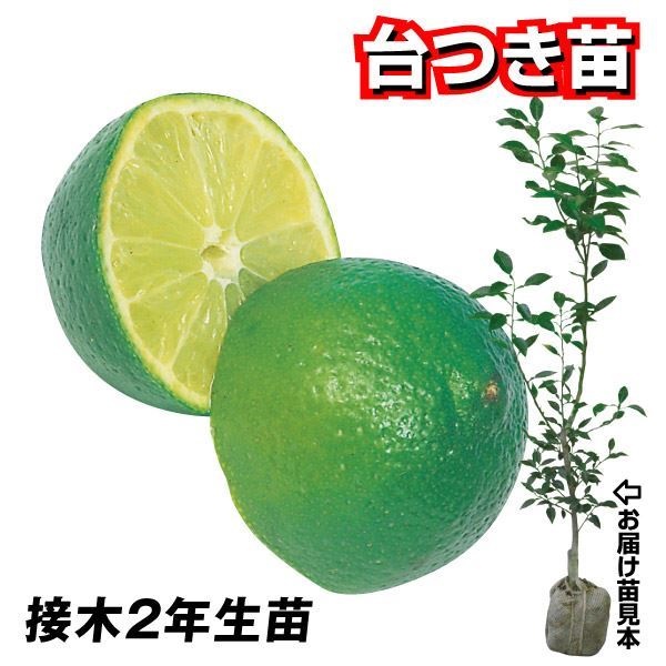 果樹苗 カンキツ スダチ 台つき苗 1株