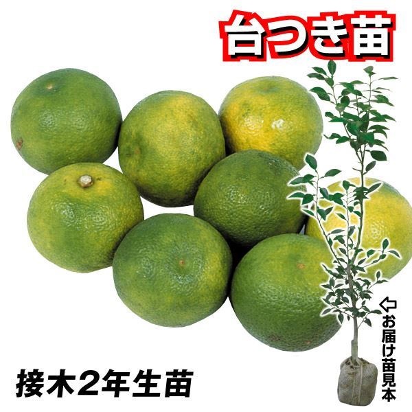 果樹苗 カンキツ カボス 台つき苗 1株