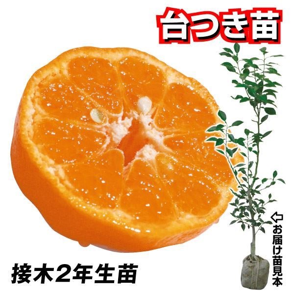 果樹苗 カンキツ 太田ポンカン 台つき苗 1株
