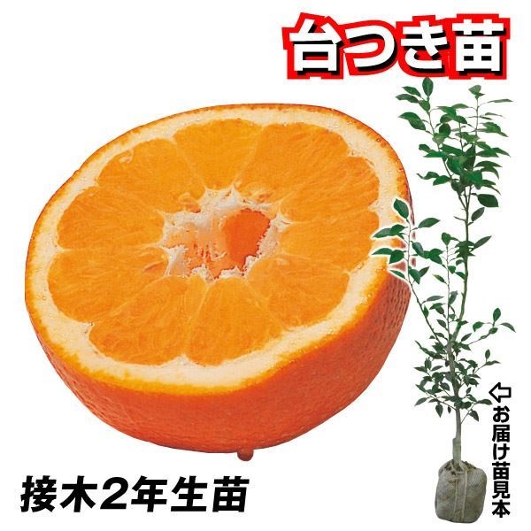 果樹苗 カンキツ 宮内イヨカン 台つき苗 1株