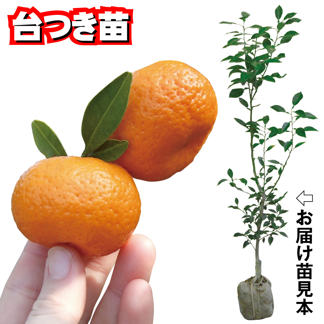 果樹苗 カンキツ 小みかん 台つき 1株