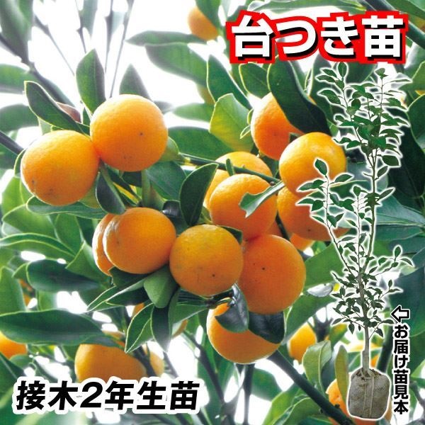 果樹苗 カンキツ ニンポウキンカン 台つき苗 1株