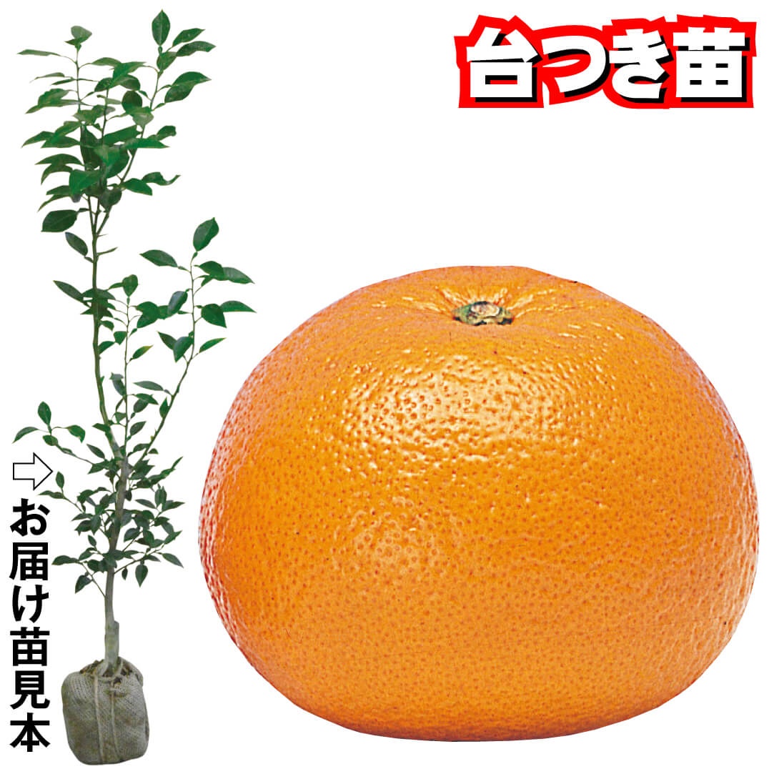 果樹苗 カンキツ 紅甘夏 台つき苗 1株