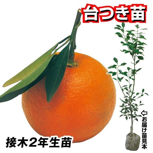 果樹苗 カンキツ ダイダイ 台つき苗 1株