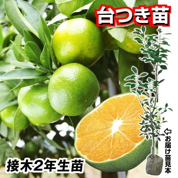 果樹苗 カンキツ 温州みかん 日南の姫R 台つき苗 1株