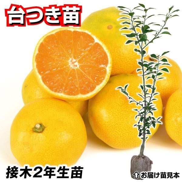 果樹苗 カンキツ 温州みかん ゆら早生 台つき苗 1株