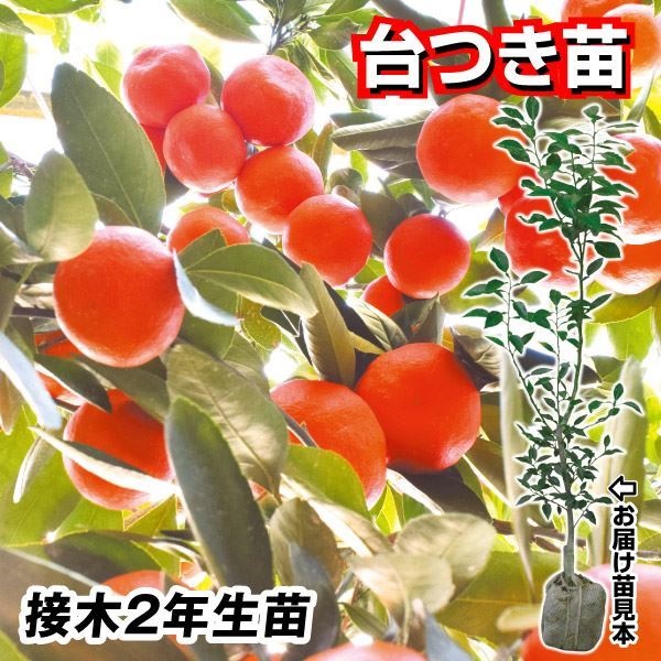果樹苗 カンキツ 早生温州みかん 小原紅早生 台つき苗 1株