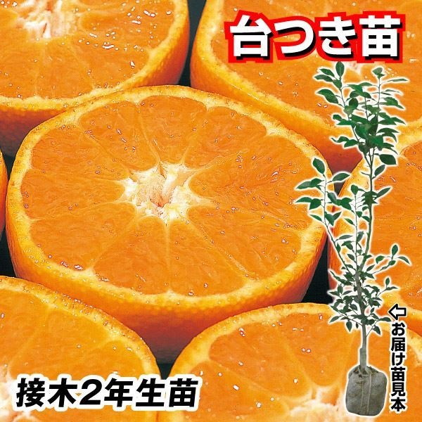 果樹苗 カンキツ 中生温州みかん 石地 台つき苗 1株