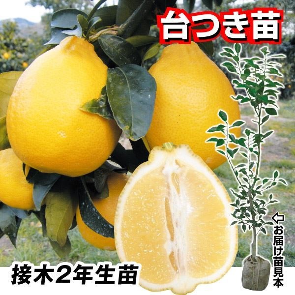 果樹苗 カンキツ レモン 璃の香PVP 台つき苗 1株