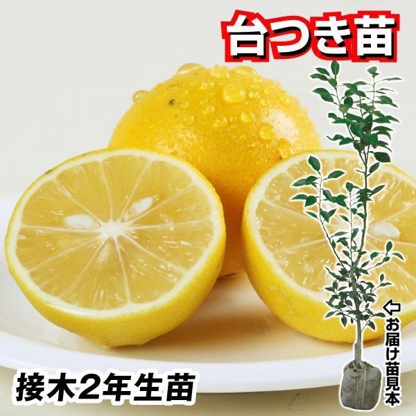 果樹苗 カンキツ レモン スイートレモネード 台つき苗 1株
