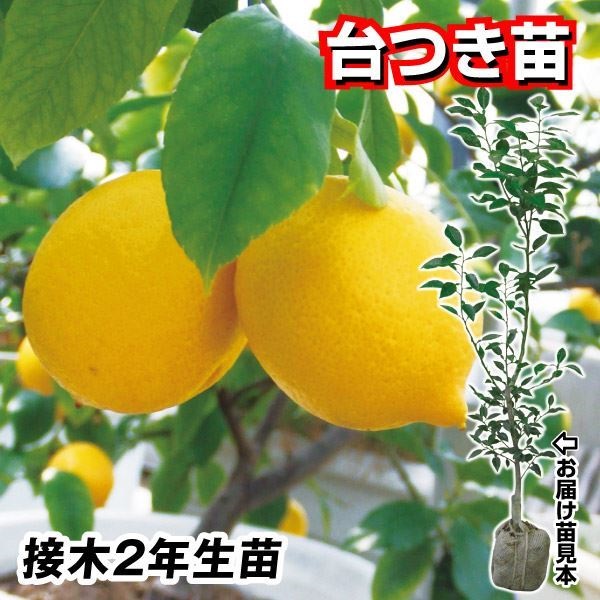 果樹苗 カンキツ トゲなしレモン 台つき苗 1株