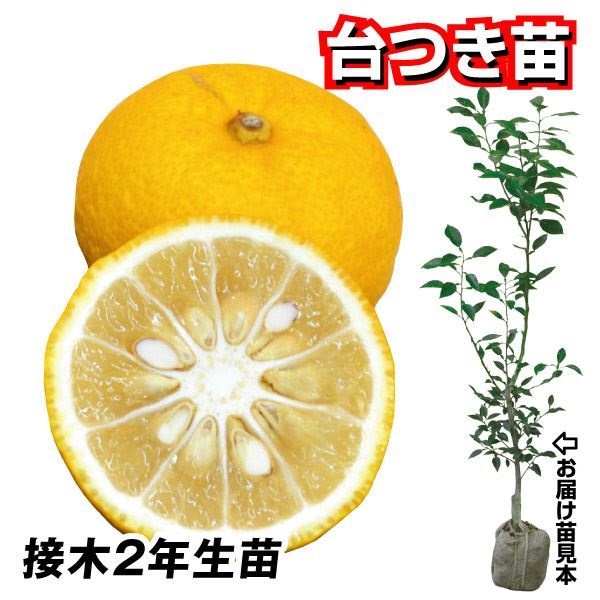果樹苗 カンキツ トゲなしユズ 台つき苗 1株