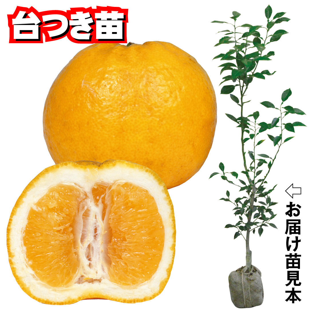 果樹苗 カンキツ ユズ 多田錦 台つき 1株