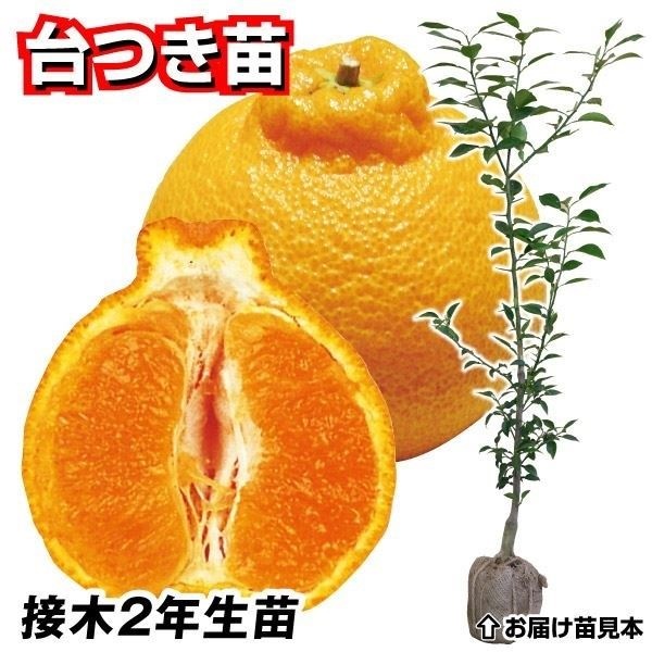 果樹苗 カンキツ 不知火 台つき苗 1株