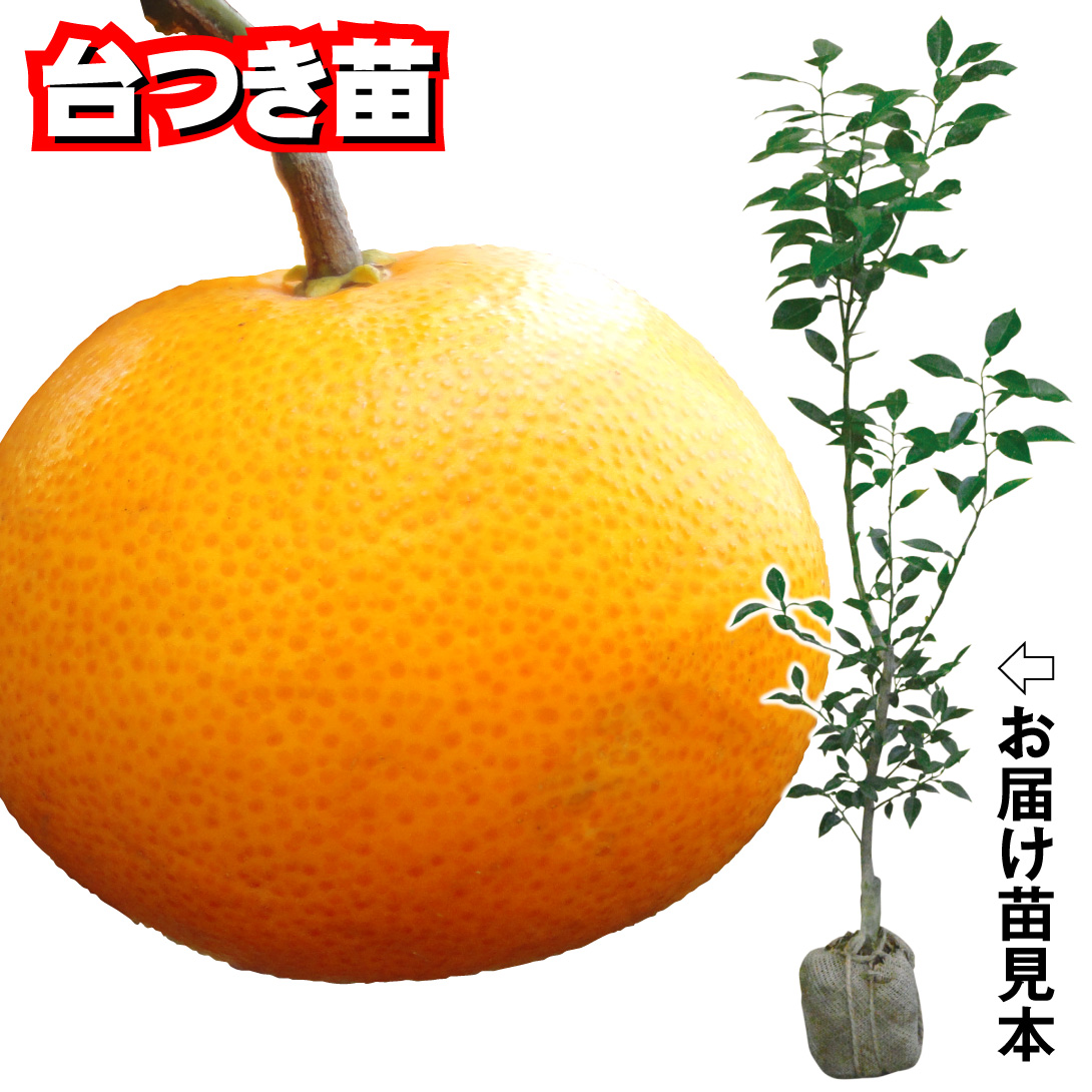 果樹苗 カンキツ せとかPVP 台つき苗 1株