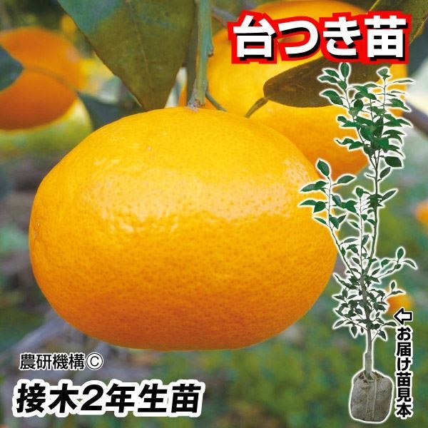 果樹苗 カンキツ あすきPVP 台つき苗 1株