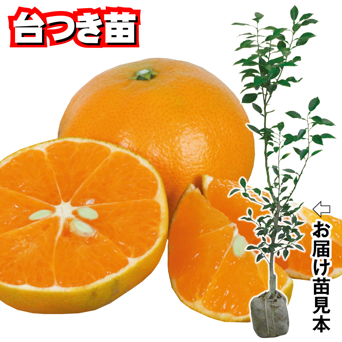 果樹苗 カンキツ あすみPVP 台つき 1株