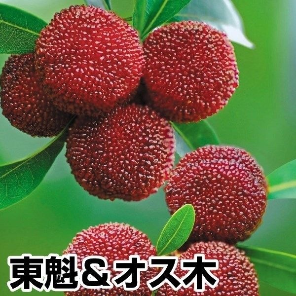 果樹苗 ヤマモモ 東魁＆オス木 2種2株
