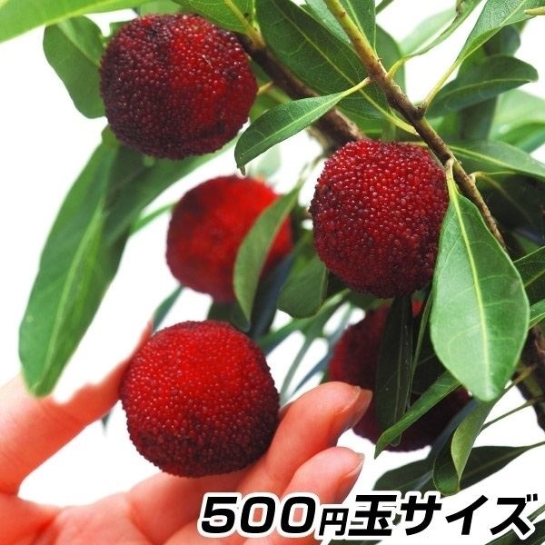 果樹苗 ヤマモモ 秀光 (メス木) 1株